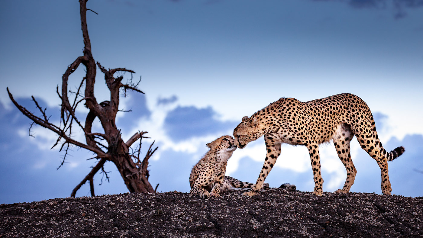 Namiri Plains : le territoire des grands félins d'Afrique de l'Est