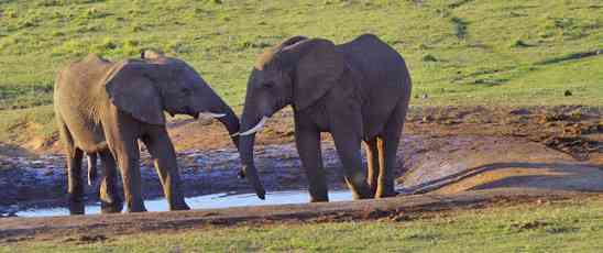 Safari en cabine panoramique en Afrique du Sud et au Swaziland, avis et photos