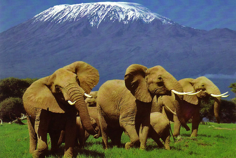 Éléphants dans le parc national d'Amboseli