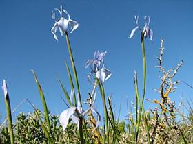 Photo d'iris par WWF Table Mountain Fund