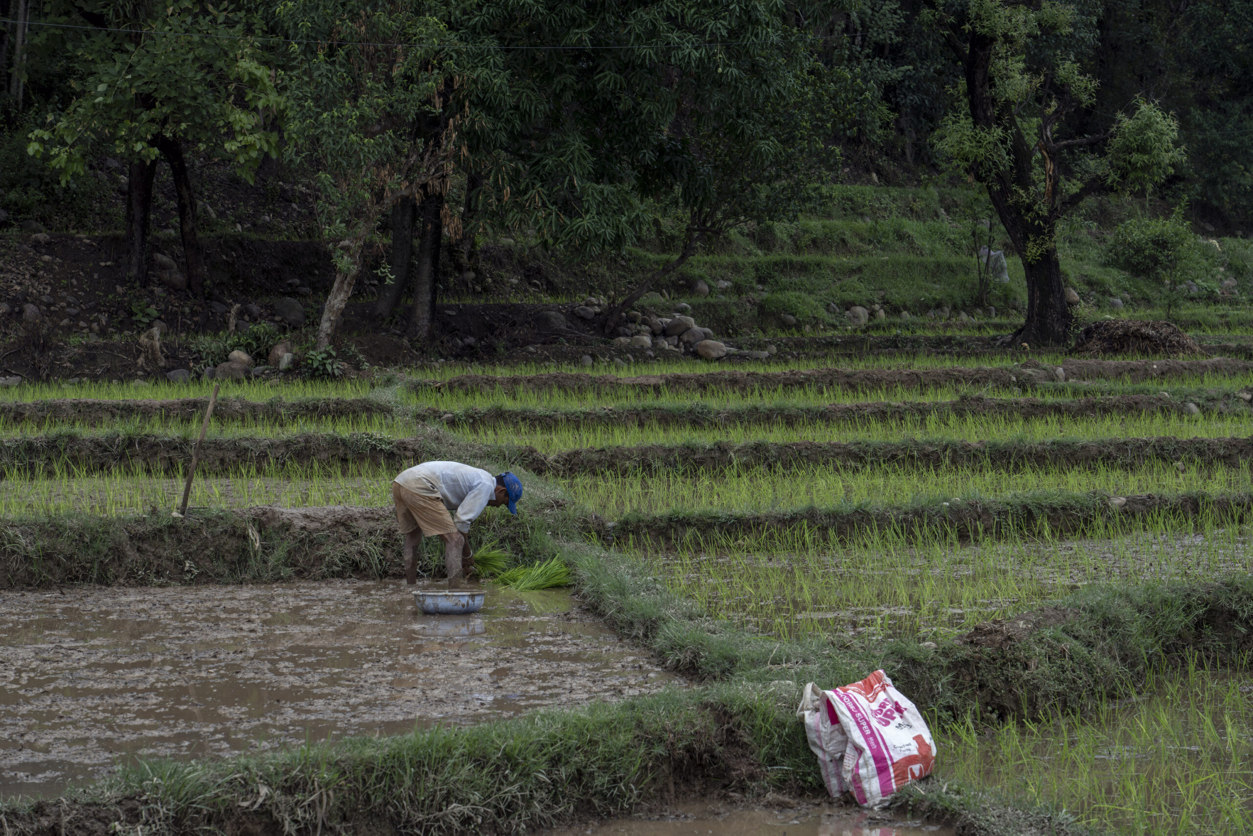 Un homme travaille dans une plantation de riz à Dharmsala, en Inde.