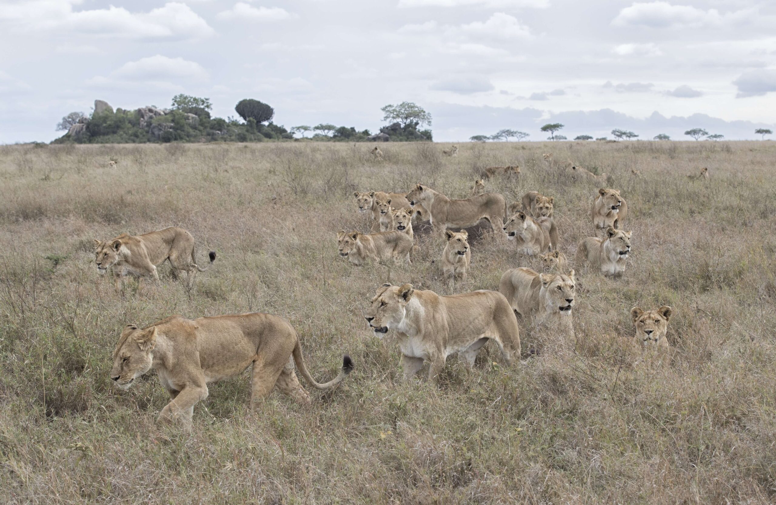 Une Super Pride de plus de 20 lions femelles dans les hautes herbes du Serengeti
