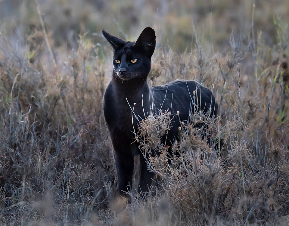 Manja le rare Serval mélanique des plaines du Namiri