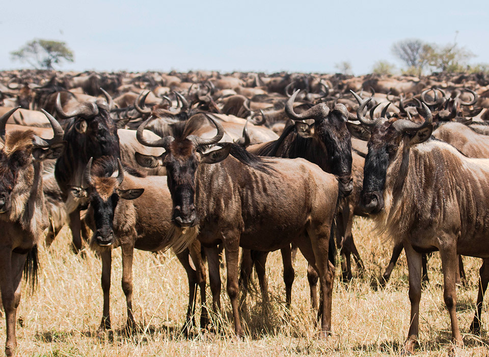 Un troupeau de gnous dans les plaines du Masai Mara.