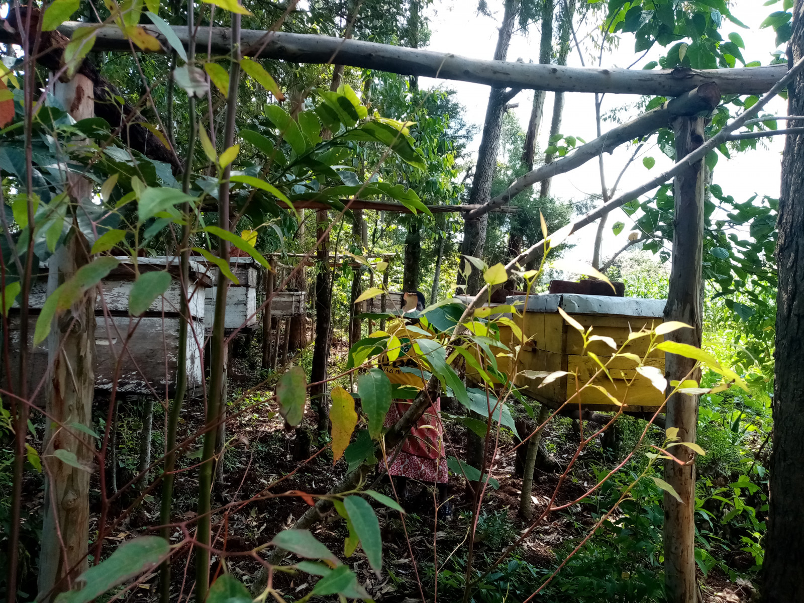 Des femmes aident à sauver la dernière forêt tropicale du Kenya