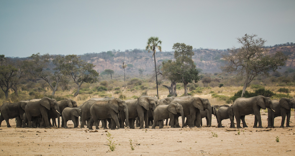 Un troupeau d'éléphants du parc national de Ruaha se rassemble dans le lit asséché de la rivière.