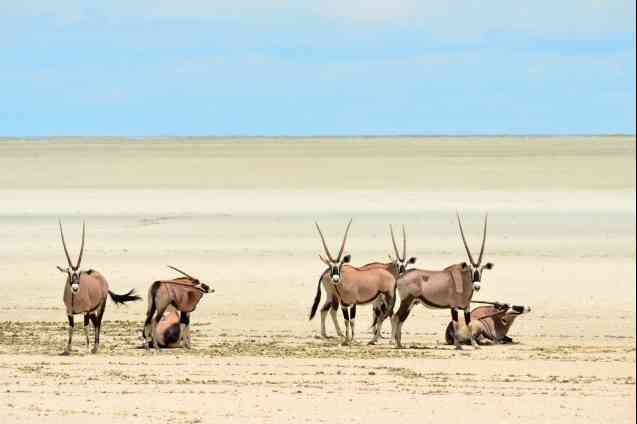 Coûts du safari en Namibie et 7 conseils de budgétisation pour économiser sur votre voyage