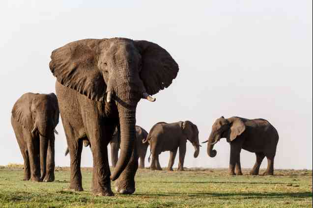 Culture africaine : peuple et totems du Botswana