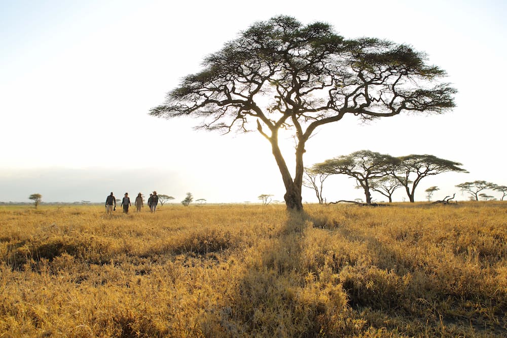 Les safaris à pied sont l'une des activités les plus populaires en Afrique de l'Est.