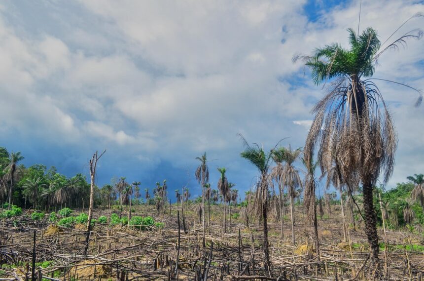 L'humanité a dépassé la quasi-totalité des huit limites sûres et justes du système terrestre dans le monde, sur cinq systèmes planétaires.  Crédit : jbdodane.  Déforestation en Sierra Leone