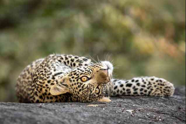 Safaris économiques de 2 semaines en Afrique
