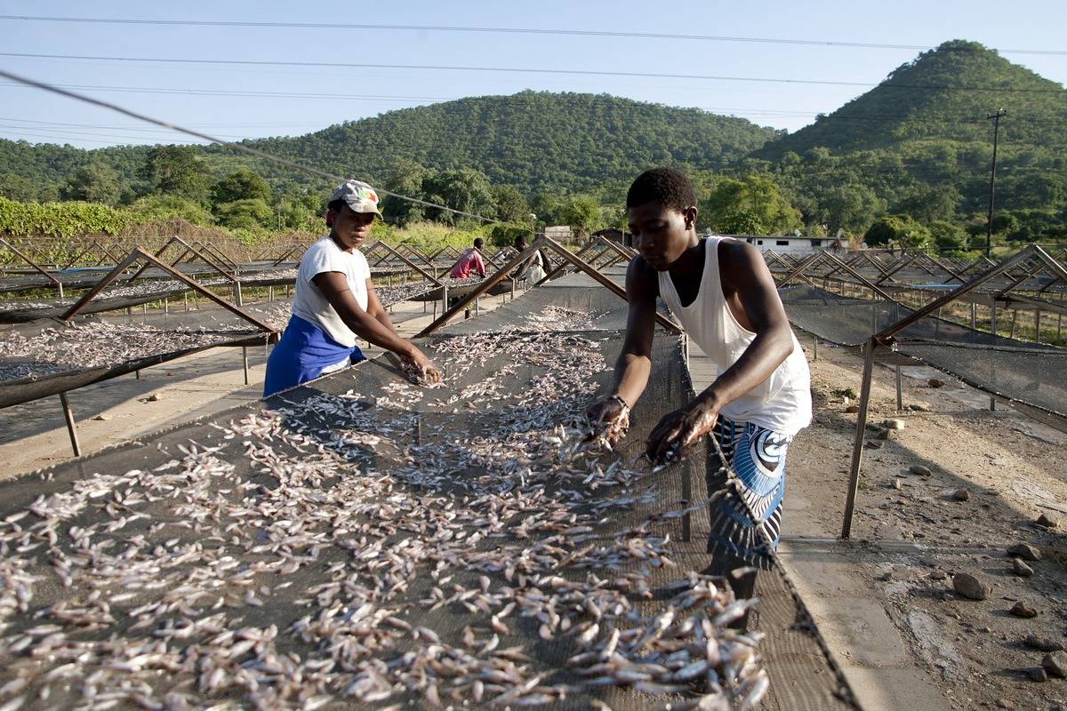 Zim fisheries (1)