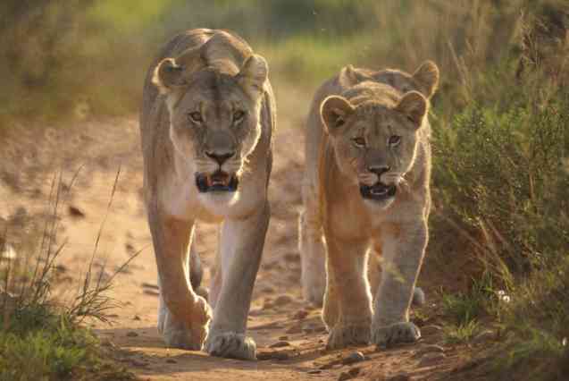 Coût du safari africain, image des lions