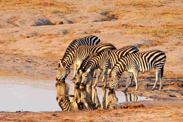 Zèbres dans le parc national de Hwange