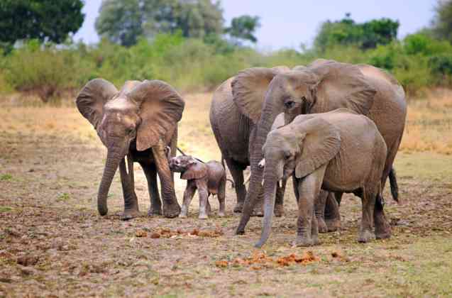 Éléphants dans le sud de Luangwa
