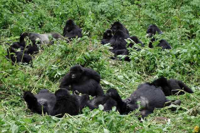 Gorilles du Rwanda