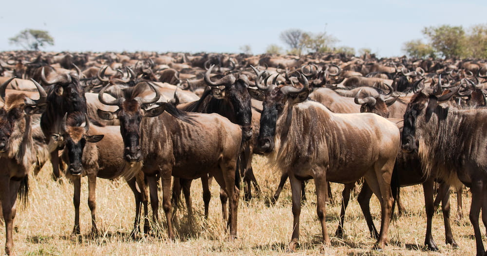 Deux millions de gnous font chaque année le tour de l’écosystème du Serengeti-Mara.