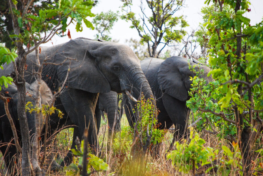 Des éléphants se nourrissent au nord du Cameroun.  Crédit : Daniel Tiveau/CIFOR.