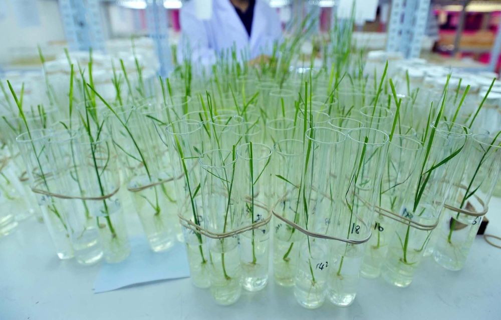 Grass not always greener: India has called for a moratorium on genetically modified seed until further research is done.