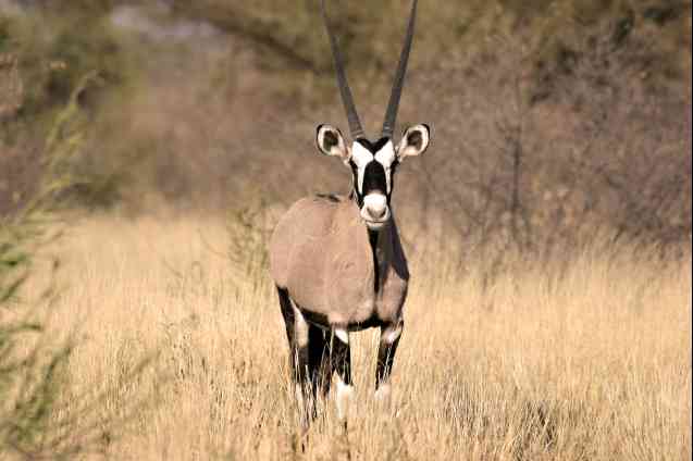 Gemsbok avec des marques faciales et des cornes distinctives