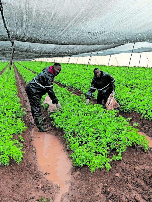 Israël recrute des travailleurs malawiens