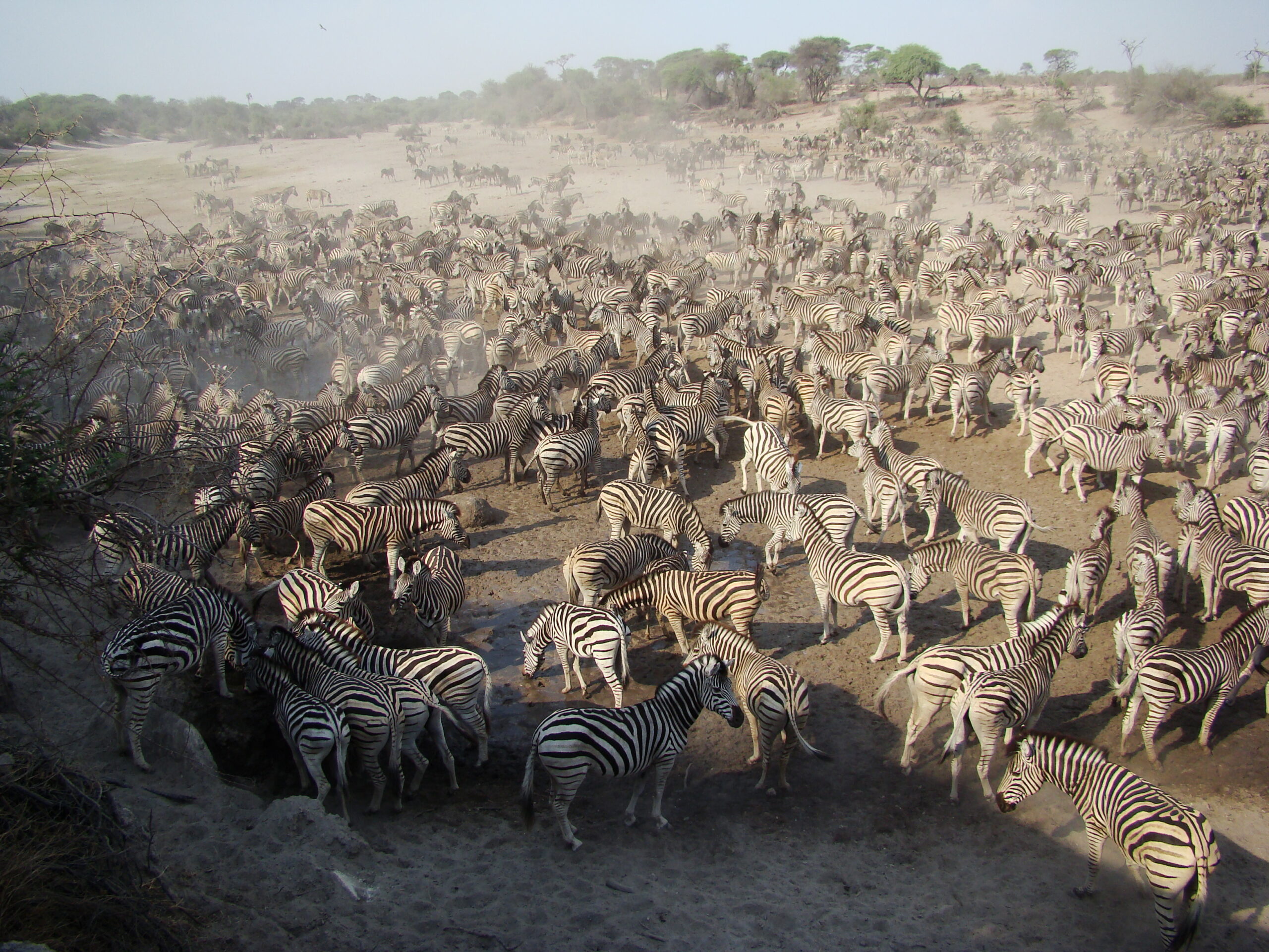 L’ancienne migration des zèbres du Botswana bat son plein