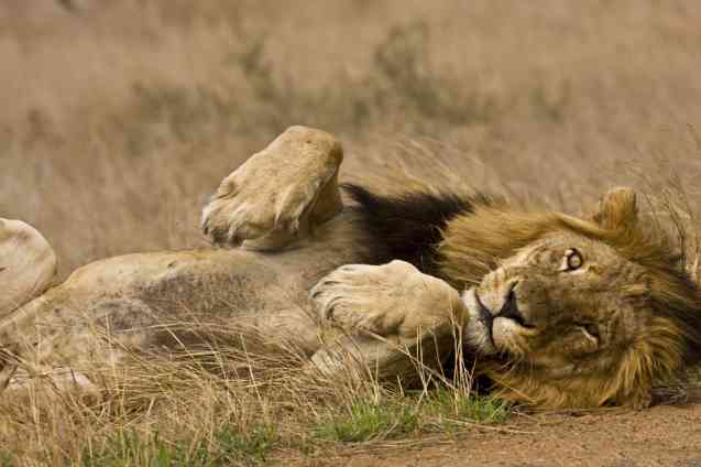Lion de safari Kruger, vacances en Afrique du Sud