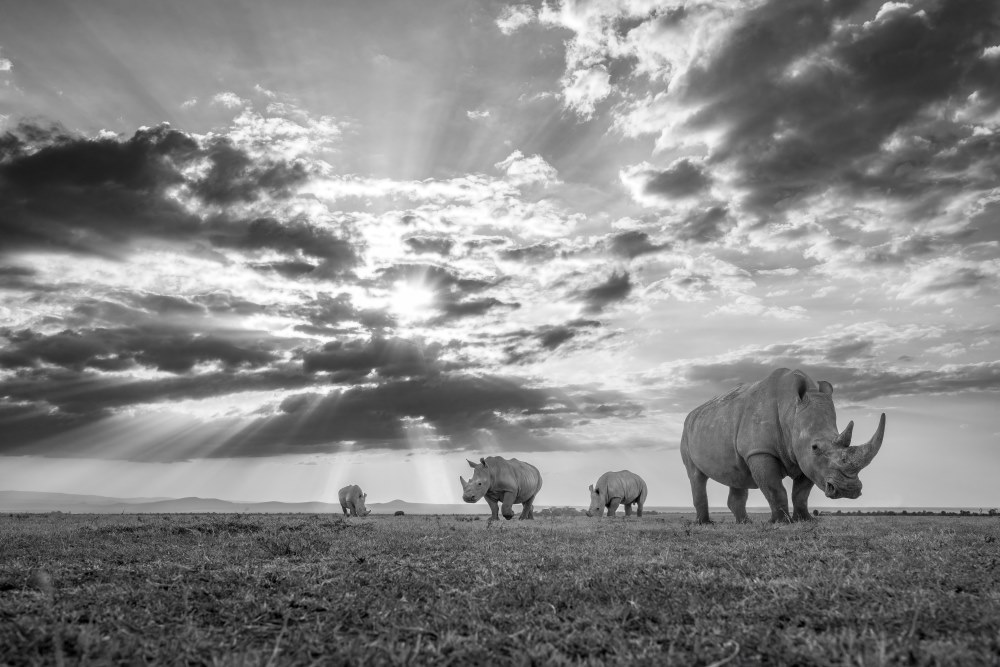 Rhinocéros blanc dans la réserve d'Ol Pejeta