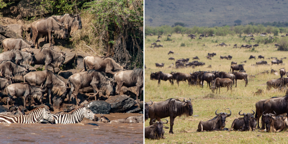 Tanzanie contre Kenya pour un safari