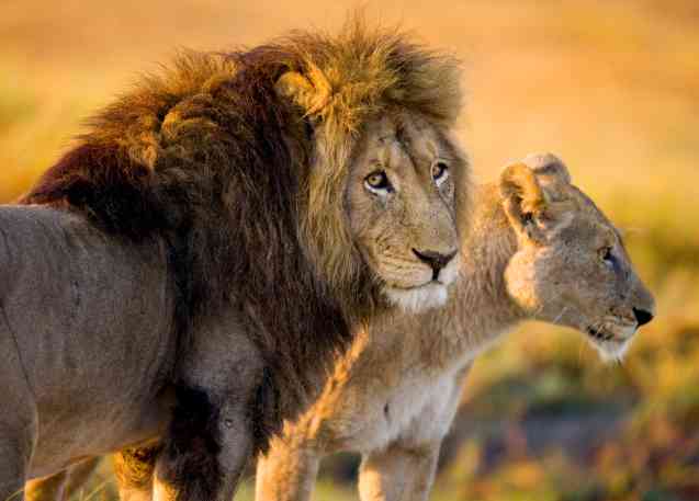 Lions du delta de l'Okavango