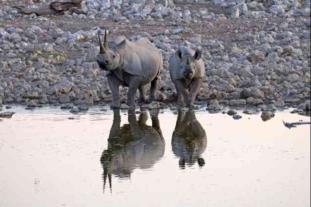 Rhinocéros africain au point d'eau