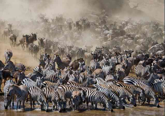Grande migration au Kenya