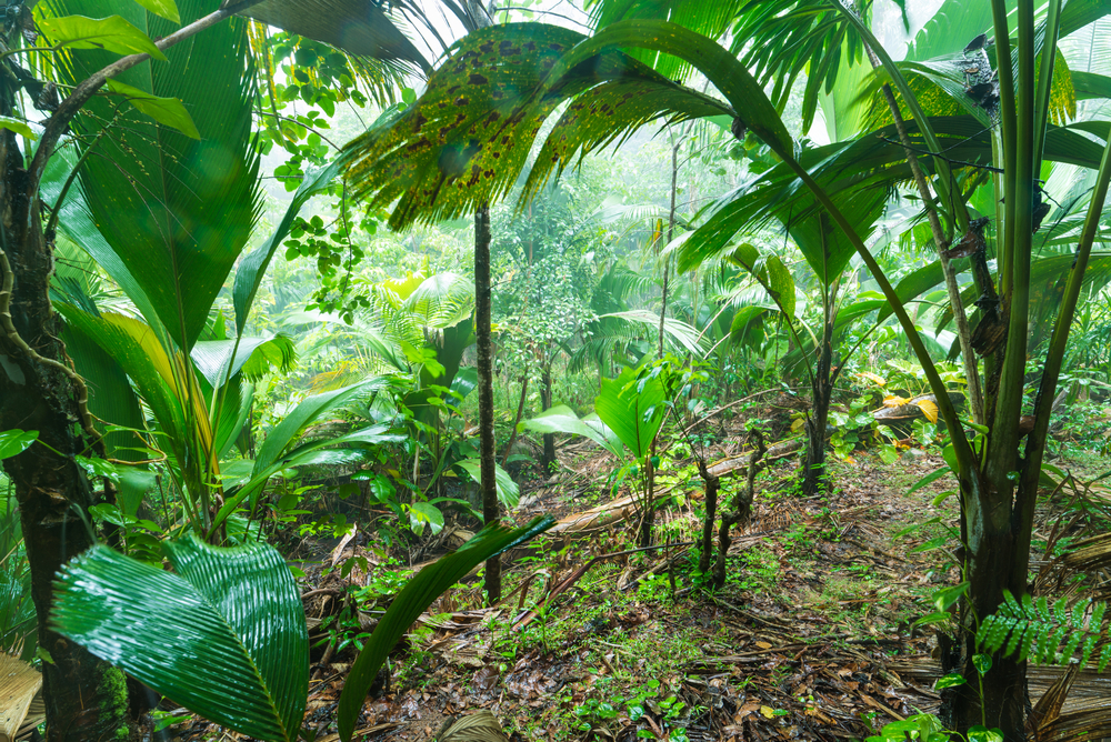 Vallée de Mai sur l'île de Praslin.
