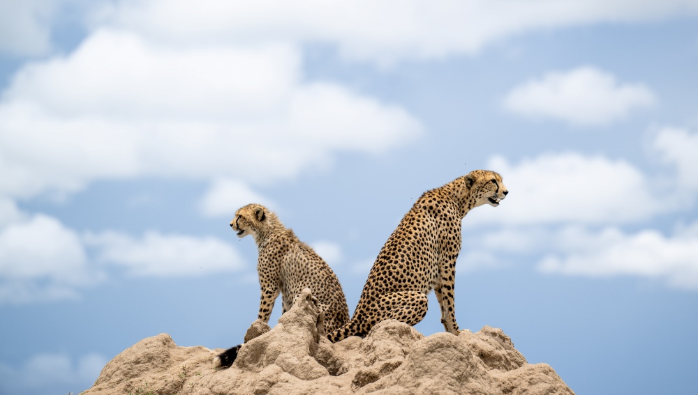 2 Planifier votre safari en Afrique de l'Est