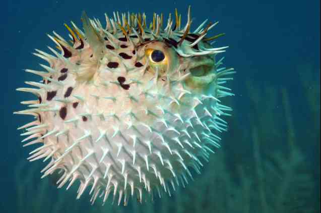 Le poisson-globe au mauvais œil