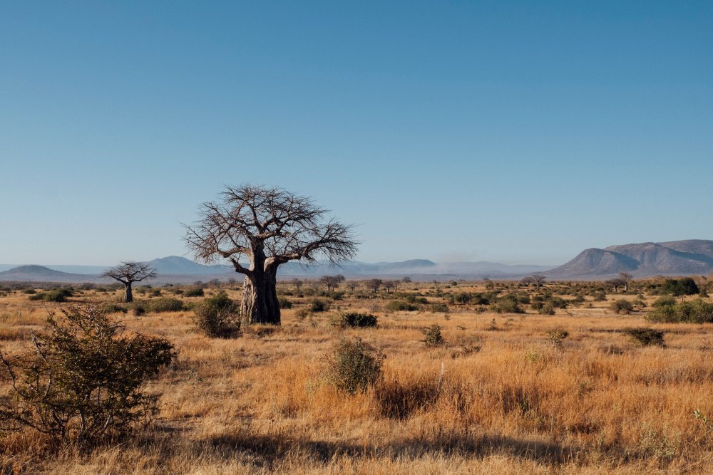Le paysage ouvert du parc national de Ruaha