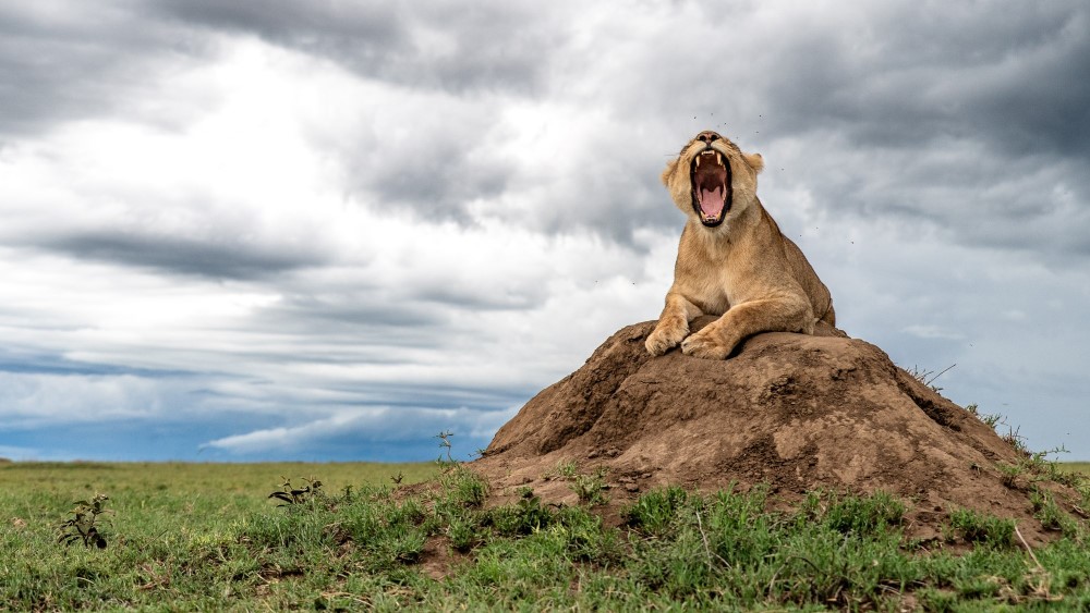 Une lionne bâille contre un ciel nuageux