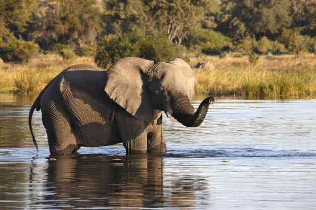 Safari éléphant dans le delta de l'Okavango