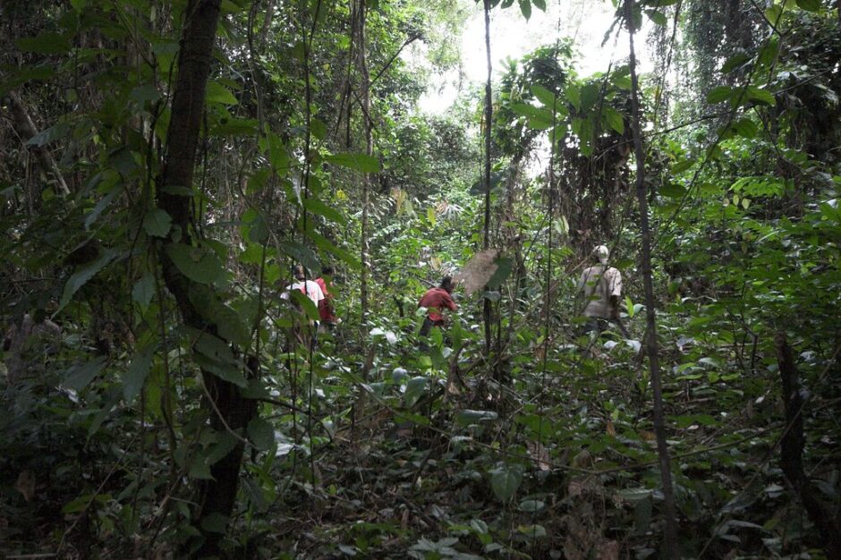 Des membres de la communauté autochtone pygmée, expulsés du parc national des Virunga en RDC, se frayent un chemin à travers la forêt.  Crédit : Jon Bowen.
