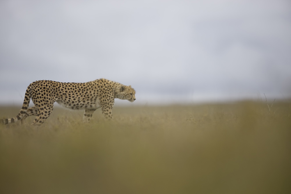 La faune du Serengeti : à la découverte du cœur sauvage de l'Afrique