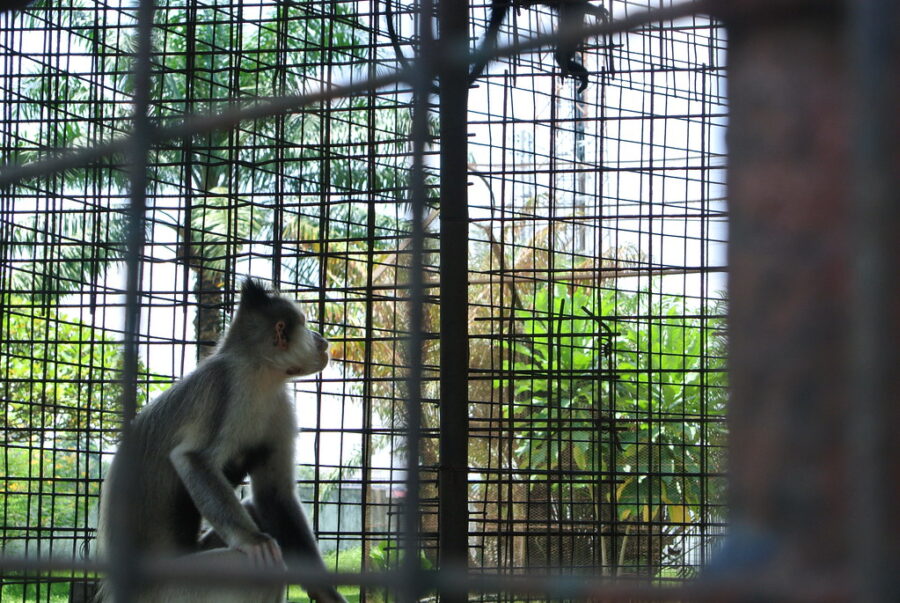Un singe dans une cage au zoo de Kinshasa, géré par l'ICCN, en République démocratique du Congo (RDC).  Crédit : Antoine Moens de Hase.