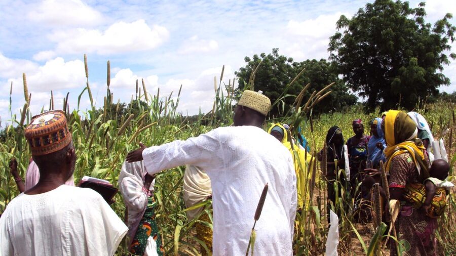 Les vagues de chaleur sont devenues plus fréquentes et plus intenses dans le nord du Nigeria ces dernières années. Crédit : A Inua/ICRISAT.