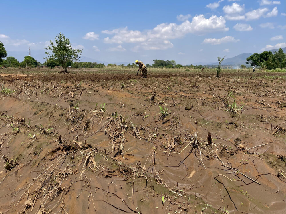 Enipher Jailosi cultive sa ferme une semaine après que des inondations, qui devraient devenir plus fréquentes et plus extrêmes en raison du changement climatique, ont dévasté son village au Malawi. Crédit : Freddie Clayton.