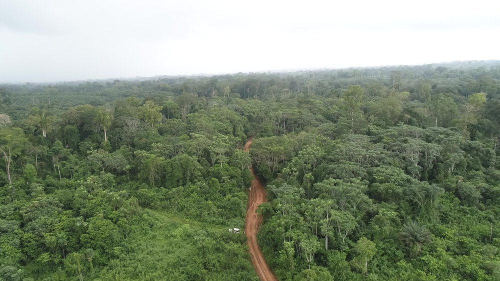 Vue aérienne de la forêt d'Ebo, au Cameroun, où l'exploitation forestière aurait commencé. Crédit : CED.