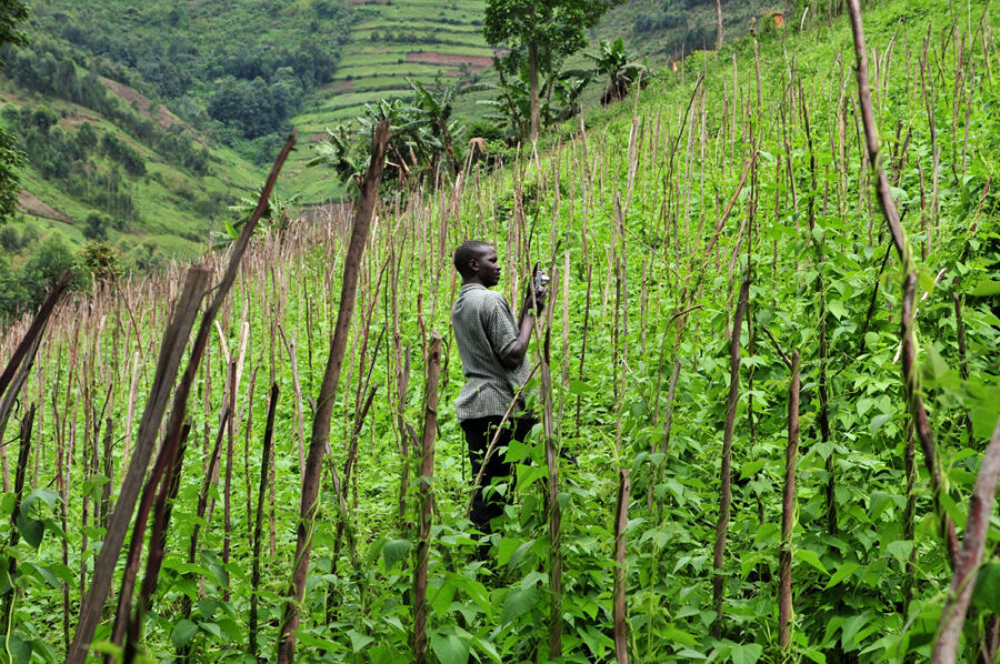 Haricots grimpants dans le sud-ouest de l'Ouganda. Crédit : CIAT/NeilPalmer.
