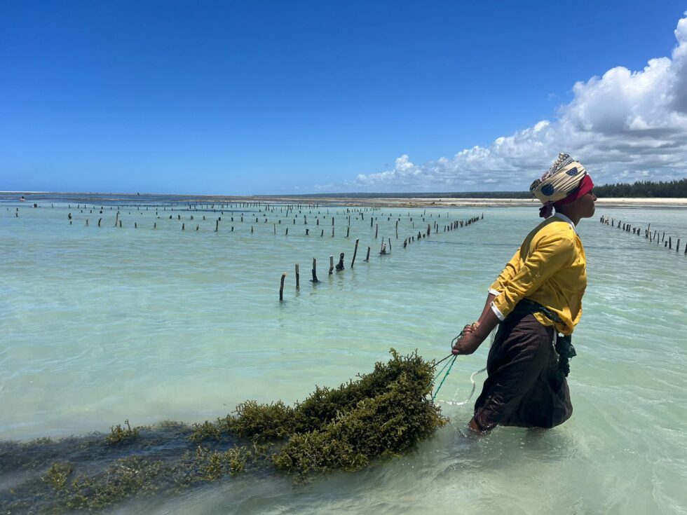 Une femme transporte des algues vers le site de culture, photographié avec ses piquets équidistants en arrière-plan, au Mozambique. Crédit : Henriques Bustani.