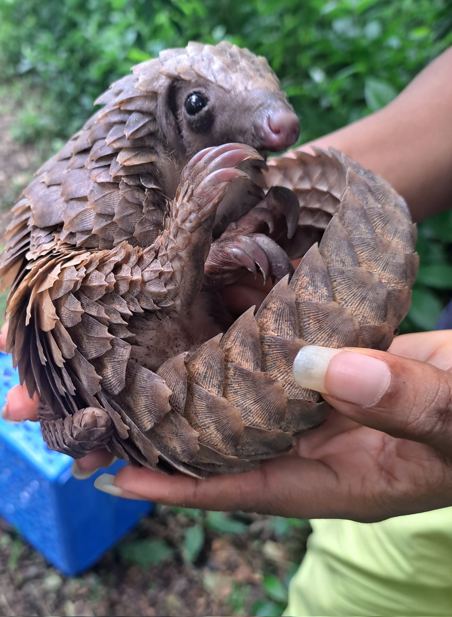Comment la sauvegarde du pangolin est devenue un programme de conservation au Nigéria