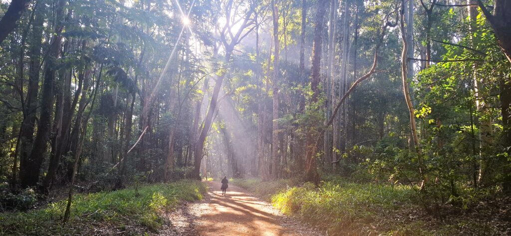 La forêt de Karura est un sanctuaire urbain de 1 041 hectare situé dans la capitale du Kenya, Nairobi.