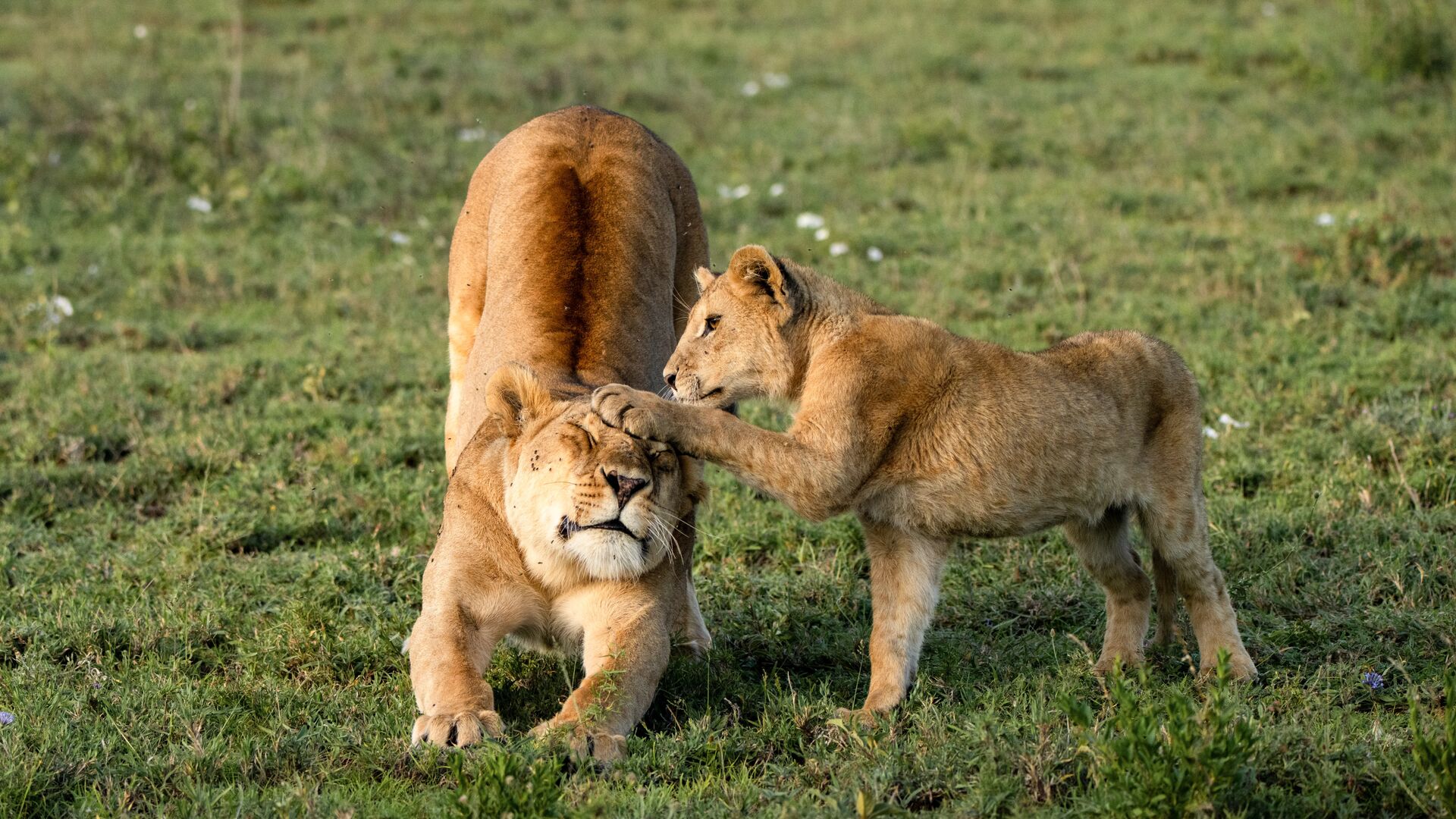 Un lionceau donne des pattes ludiques à la tête d'une lionne au repos alors qu'elle s'étend sur une prairie ouverte, capturant une interaction affectueuse.