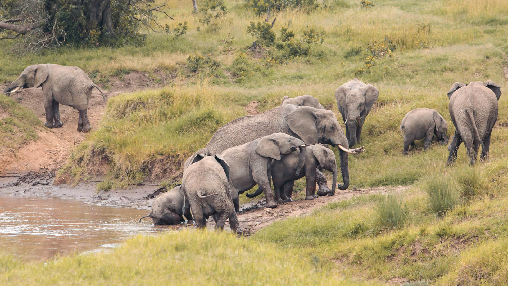 Famille d'éléphants à la rivière, camp de brousse d'Ol Peteja, conservation d'Ol Pejeta, Kenya